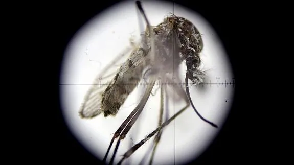 El mosquito Aedes aegypti, transmisor del virus del Zika. 