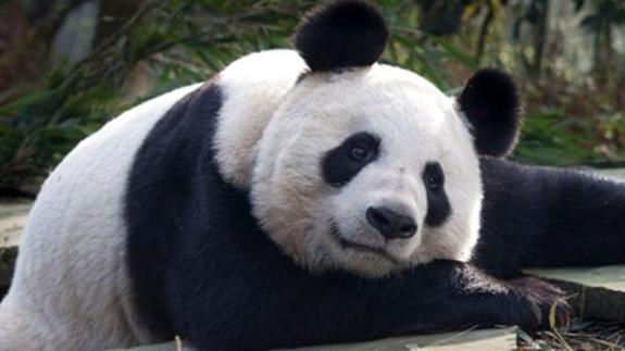 ¿Por qué los pandas son blancos y negros?