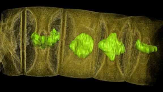 Tomografía microscópica de rayos X del fósil hallado.