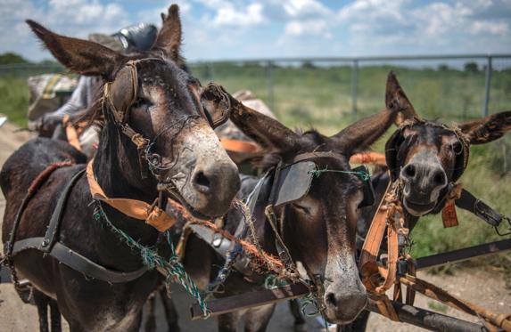 Un grupo de burros en Sudáfrica. 