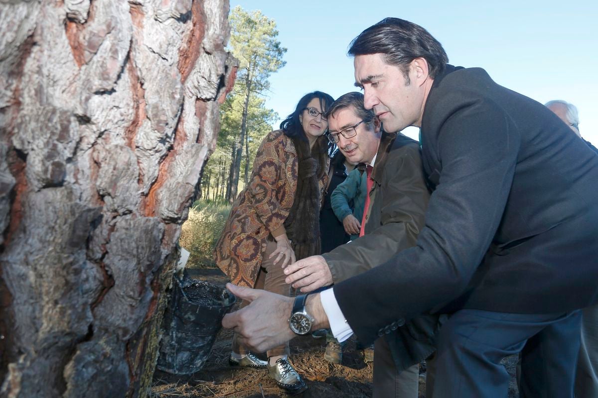 Suárez-Quiñones observa uno de los recipientes de resina en la zona de Castrocontrigo.