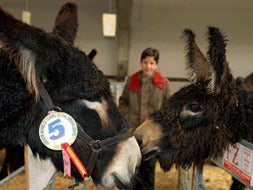 Un niño observa a dos burros durante la subasta de buches de raza asnal zamorano-leonesa celebrada en el mercado de ganado de San Vitero (Zamora) con motivo de la VIII exposición monográfica de esta raza./ ARCHIVO