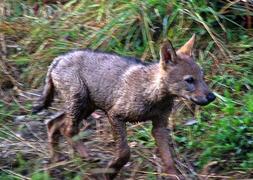 Ecologistas denuncian la aparición de cachorros de lobo "indefensos"