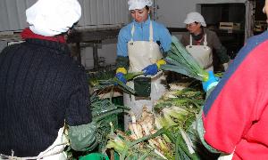 Varias mujeres trabajan en una planta de procesado de los puerros de Chañe, de gran calidad. / El Norte