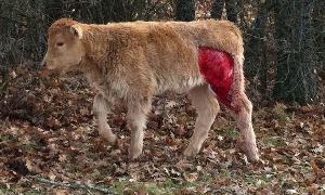 Heridas sufridas por uno de los terneros atacados por los lobos en Villarrabé. / El Norte