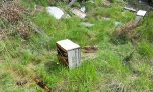 La miel se hizo para la boca del oso pardo