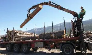 Un trabajador carga en un camión troncos de pino silvestre en Valsaín. / ANTONIO TANARRO