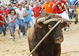 Toro enmaromado / J.L. Leal