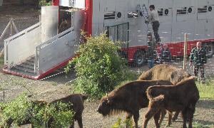 Los nuevos bisontes descienden del camión de transporte en San Cebrián de Mudá. / Nuria Estalayo