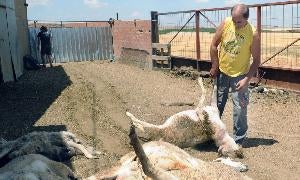 El propietario recoge uno de los animales muertos./ R. Otazo