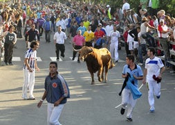 Cinco de las seis reses desencajonadas entran al coso del Arrabal en el penúltimo encierro de Medina del Campo