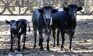 El zoo de Matapozuelos reabrirá en 2013 como el mayor centro de ocio natural de la región