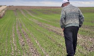 Un agricultor observa el cereal nacido en Fuente el Sol. / Fran Jiménez