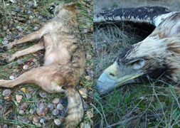 Hallan muertos una loba ibérica y un águila imperial con síntomas de  envenenamiento en Valladolid | El Norte de Castilla
