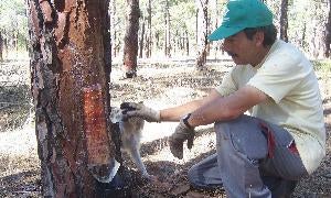 Un resinero explica el proceso de extracción en un pinar. / JAVIER FERNÁNDEZ