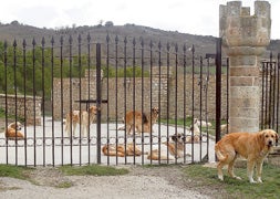 La aldea de los perros