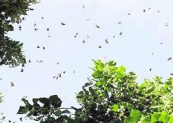 Mariposas de la especie 'autographa gamma' en su travesía migratoria. / J. C. Cárdenas