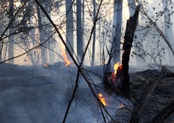 El fuego ha arrasado 30 hectáreas./ R. Cacho-Ical