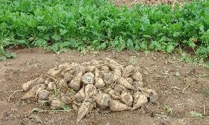 Plantanción de remolacha, raíz que se empleará para la obtención de etanol, EL NORTE.