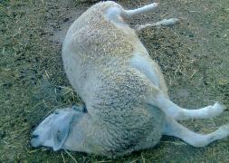 Una de las ovejas yace muerta en el suelo / EL NORTE