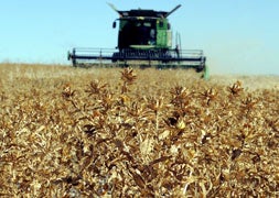 Una cosechadora siega una tierra de cártamo en el municipio de Mucientes, JAVIER OTAZO.