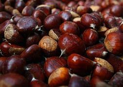 Castañas del Bierzo de la empresa La Oricera, afincada en Balboa (León). CÉSAR SANCHEZ / ICAL