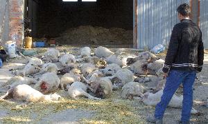 Un ganadero observa varias obejas muertas por los ataques de los lobos. / Ical
