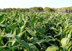 Campo de cultivo de maíz. / El Norte