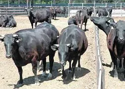 Ejemplares de bueyes 'wagyu' en una finca de Palencia / El Norte