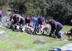 El concurso de perros de rastro de jabalí despierta interés en Velilla