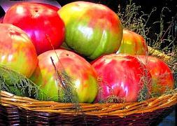 Ejemplares del tomate rosa de montaña cultivados en La Puebla de la Fontova. / Javier Selva