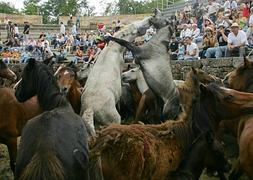 Los caballos salvajes provocan que el lobo reduzca sus ataques al ganado |  El Norte de Castilla