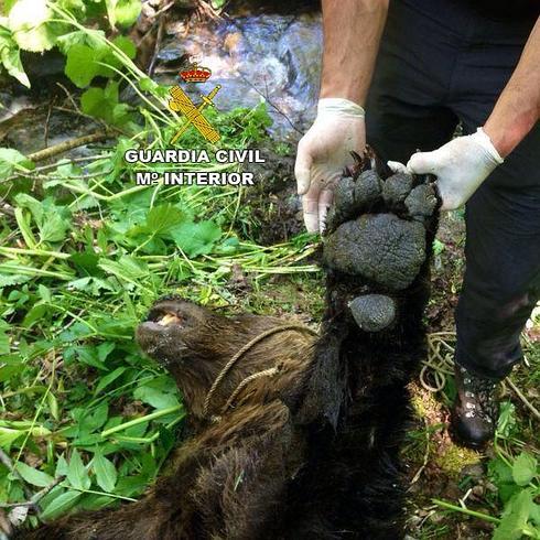 El oso fue hallado muerto del pasado domingo en la localidad de Rabanal de Abajo, en el término municipal de Villablino.