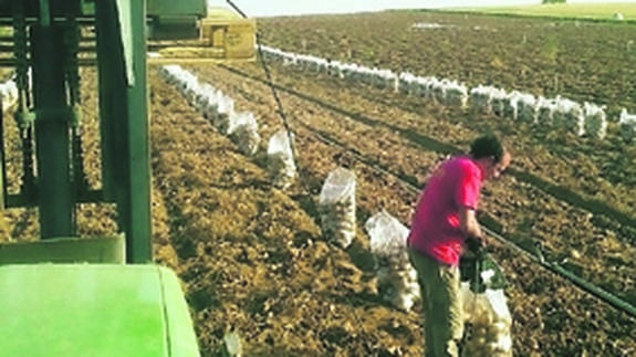 Finca de patatas de Francisco González. 