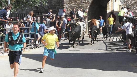 Corredores escapan de los novillos y vaquillas del encierro, en dirección a la plaza de toros de Dueñas. 