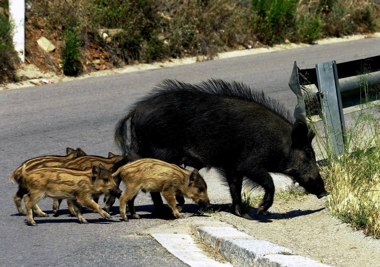 Una familia de jabalíes, formada por la madre y cuatro jabatos, cruza una carretera convencional. 