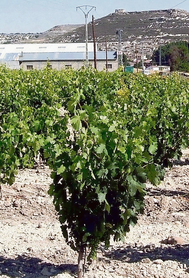 Viñas de Valtiendas. 