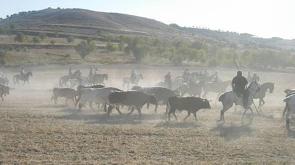 Momento del sexto encierro campero. 