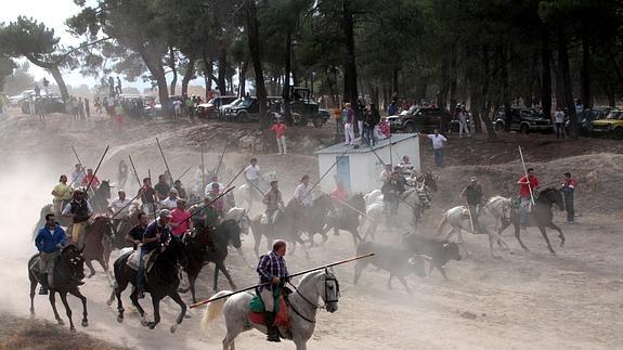 Un momento del primer encierro campero, que tuvo lugar ayer en Nava de la Asunción. 