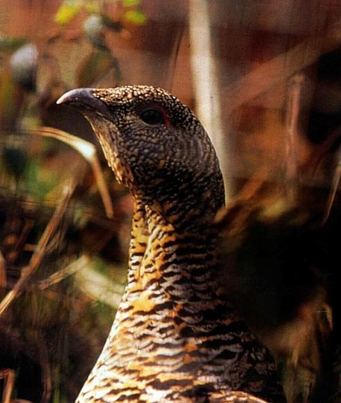 Hembra de urogallo.