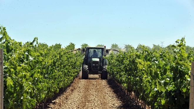 Recogida de uva verdejo en un viñedo de Menade.. 