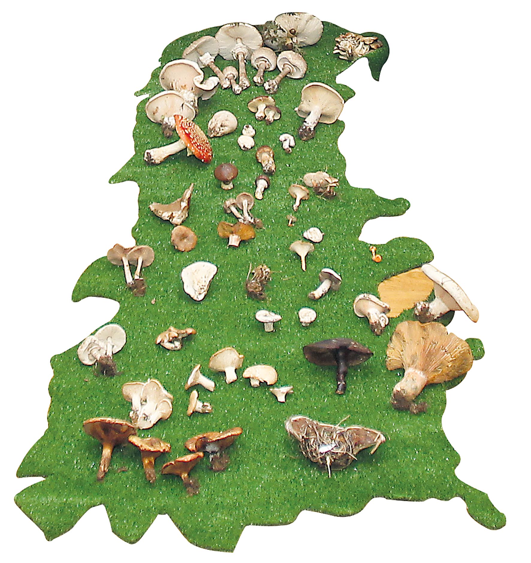 Ejemplares de setas colocadas sobre la silueta del mapa de la provincia, en la presentación del año micológico celebrada ayer en la Diputación.