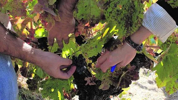 La calidad de la uva, tanto en Arribes como en la Sierra de Salamanca, ha sido extraordinaria antes de la llegada de las lluvias. WORD
