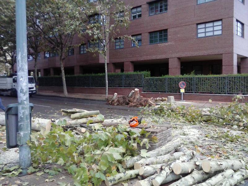Restos de la tala en la calle Sánchez Villares. 