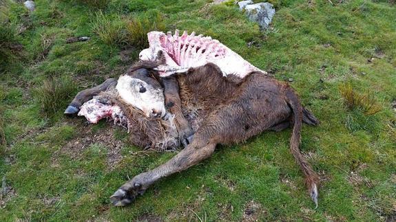 Nuevo ataque de lobos al sur del Duero
