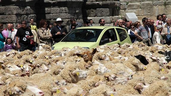 Un grupo de personas observa parte del rebaño de ovejas a su paso junto al Acueducto de Segovia. 