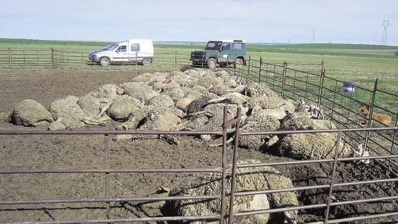 Los cadáveres de las ovejas, amontonados junto a la cerca de un prado de Duruelo, tras el ataque de los lobos.