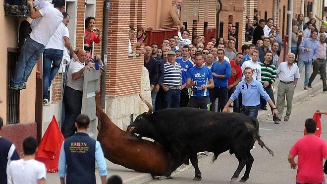 El toro del Verdejo cornea a una vaquilla en el encierro del mes pasado en Rueda. .