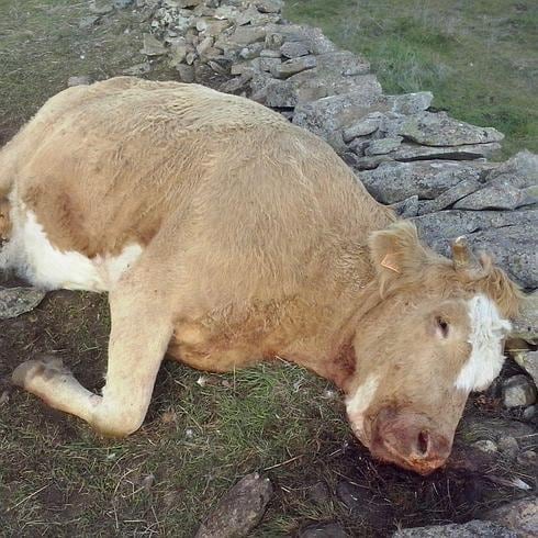 Los buitres matan a dos vacas y un ternero en El Barraco