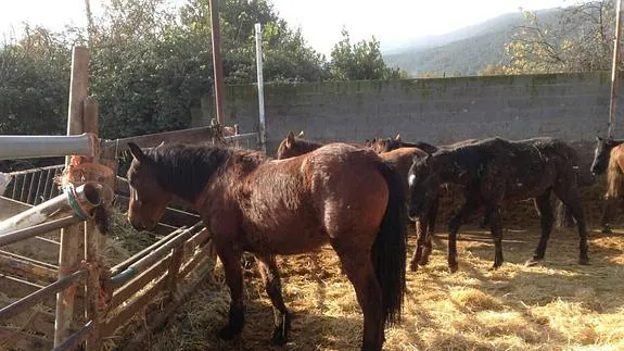 PACMA recauda fondos vía internet para una veintena de caballos abandonados en El Tiemblo. 